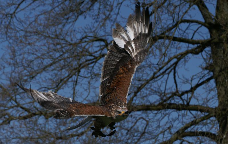 PICT85887_080420_Poing_c.jpg - Bussard