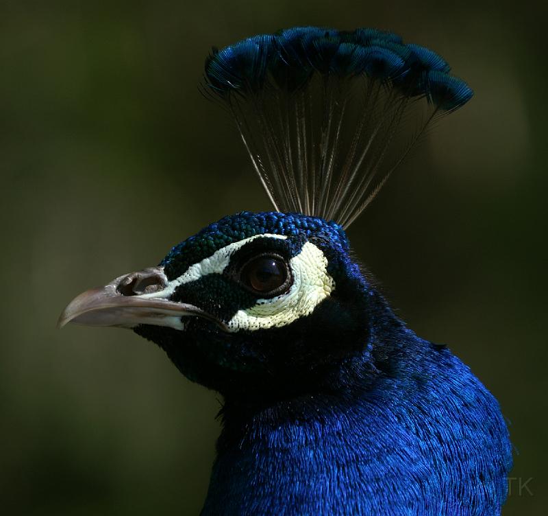 PICT85894_080420_Poing_c.jpg - Pfau