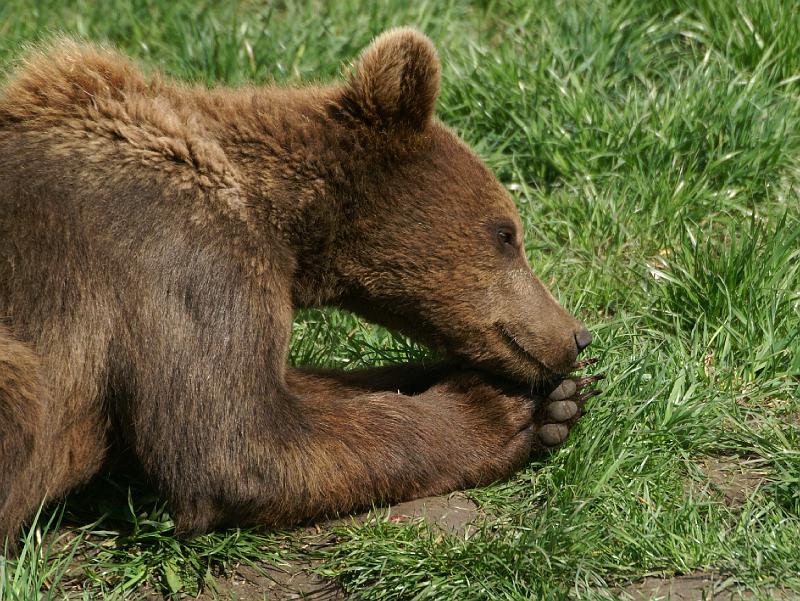 PICT86103_080420_Poing_c.jpg - ... und gleich kommt Mama wieder mit der Nagelschere, bäh!