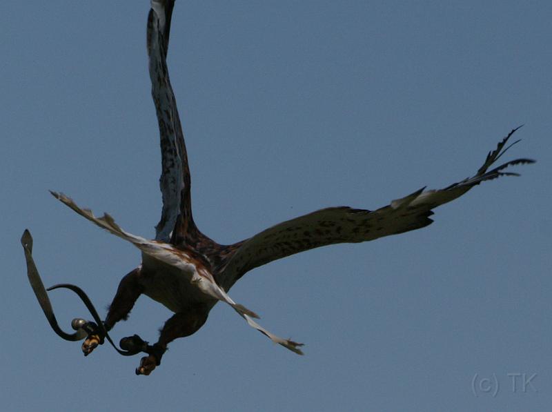 PICT86160_080420_Poing_c.jpg - Bussard