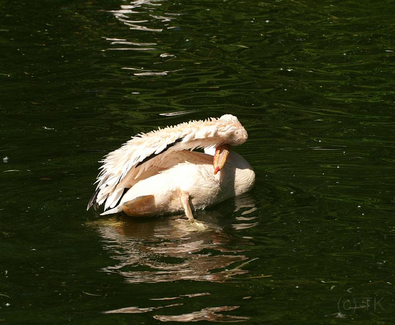 PICT86609_080508_Hellabrunn_c.jpg - Der wieder mit seinen Geschichten!