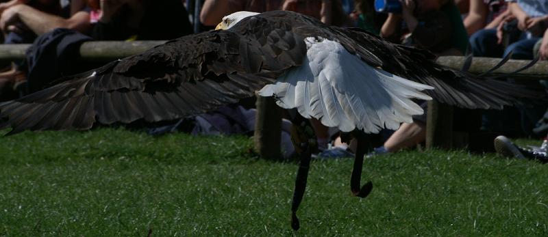 PICT95115_090410_Poing_Seeadler_c.jpg - Sam, der Weißkopfseeadler in Poing - 2 m Spannweite