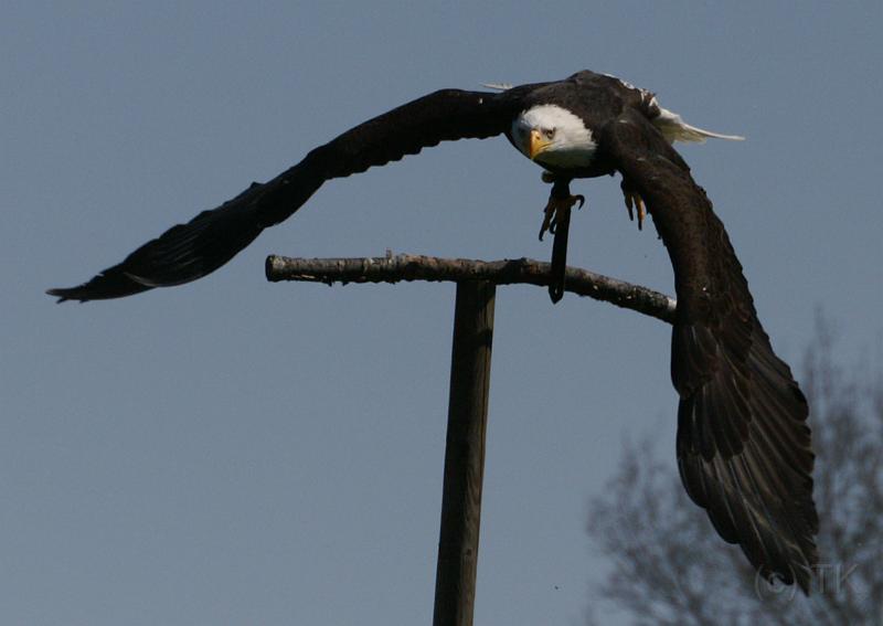 PICT95124_090410_Poing_Seeadler_c.jpg - Sam, der Weißkopfseeadler in Poing