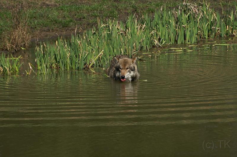 PICT95152_090410_Poing_Wolf.jpg - Badender Wolf, Poing
