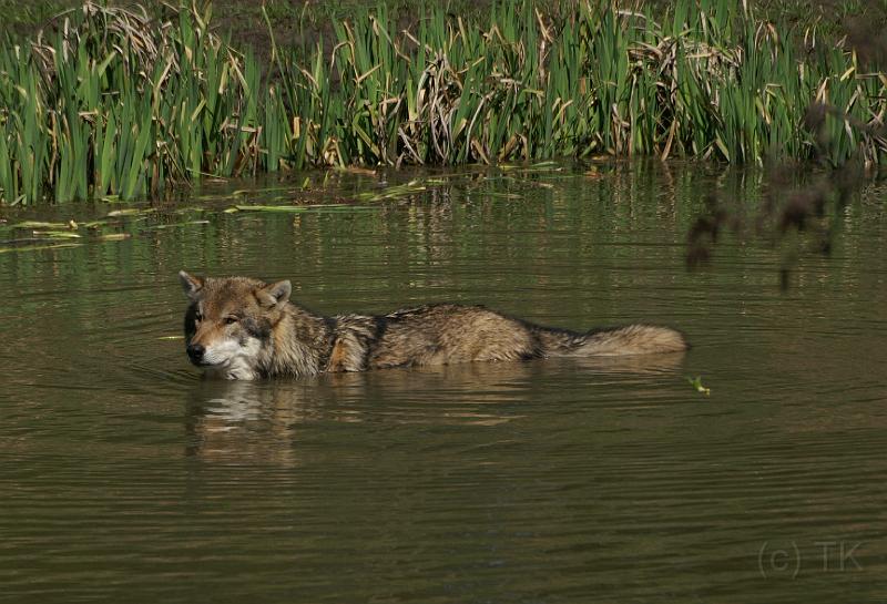 PICT95156_090410_Poing_Wolf_c.jpg - Badender Wolf, Poing