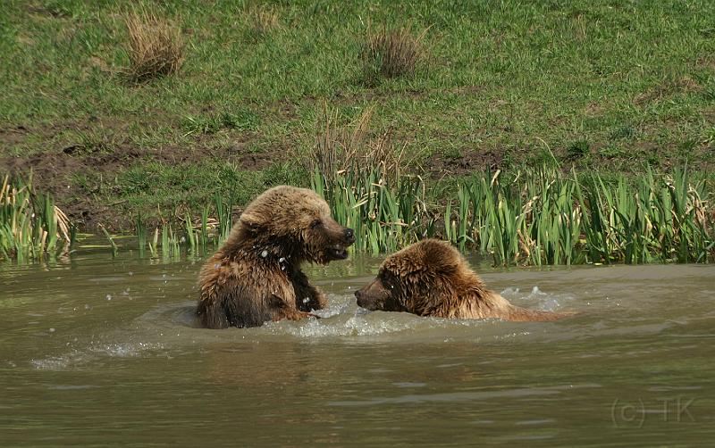 PICT95169_090410_Poing_Baeren_c.jpg - Kleine Schlägerei im Wasser ...