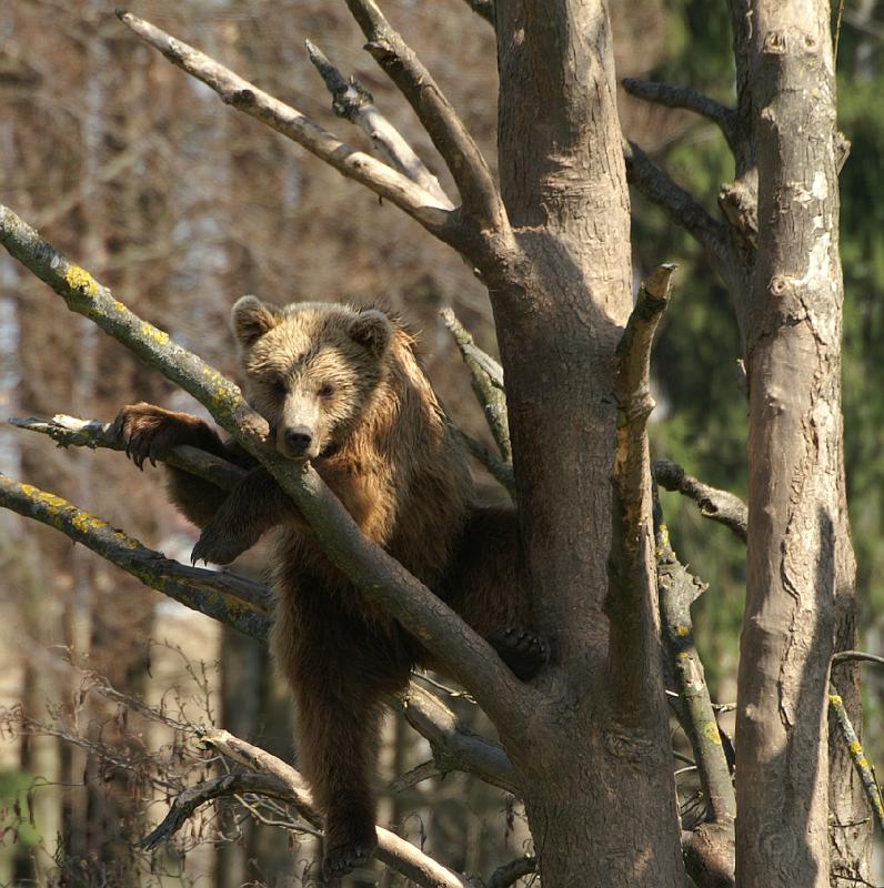 PICT95239_090410_Poing_Baer_c.jpg - Meine Geschwister sind schon arg kindisch!