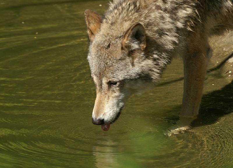 PICT96039_090614_Hellabrunn_c.jpg - Wolf, Tierpark Hellabrunn