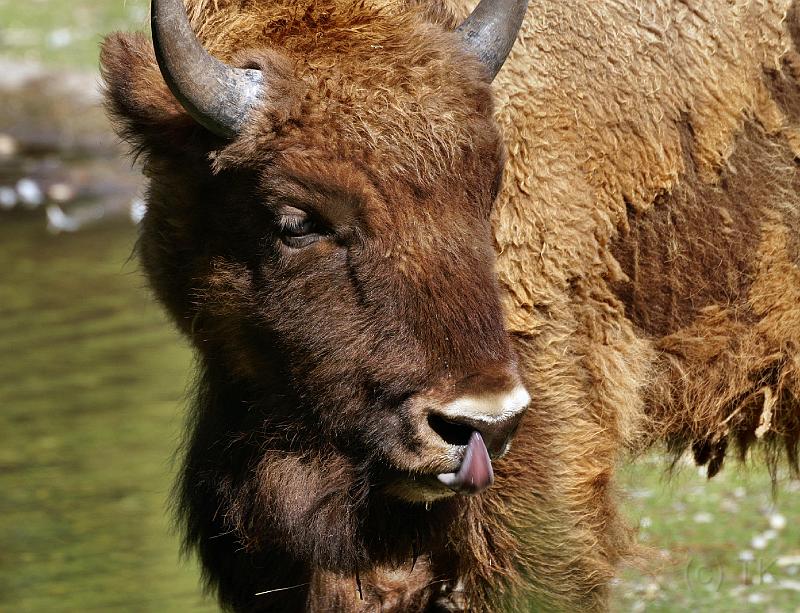 PICT96060_090614_Hellabrunn_c.jpg - Tierpark Hellabrunn, Wisent