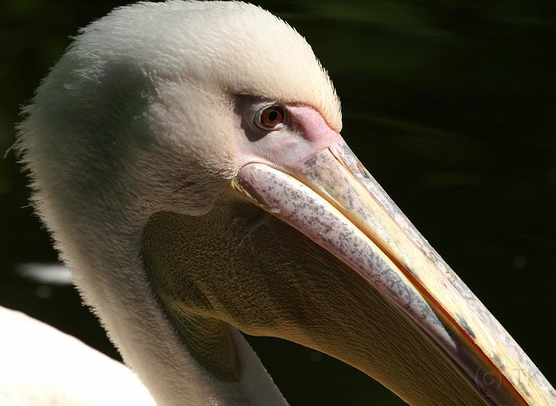 PICT96081_090614_Hellabrunn_c.jpg - Tierpark Hellabrunn, Flamingo - äh, Pelikan