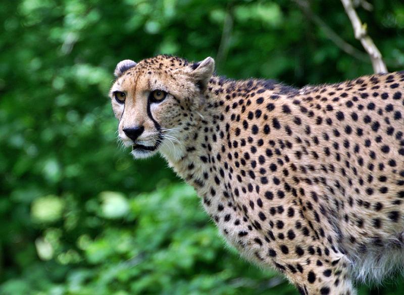 PICT96105_090614_Hellabrunn_c.jpg - Tierpark Hellabrunn, Gepard