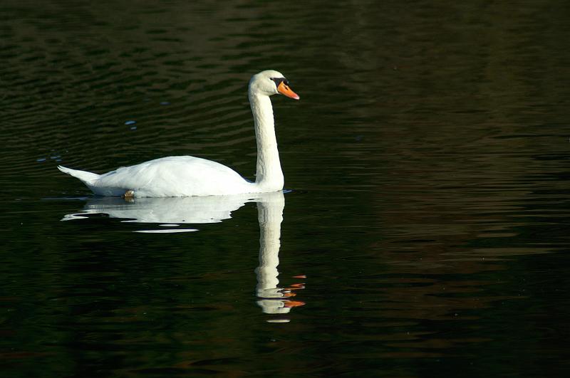 PICT9A3778_091101_Bechtelesee.jpg - Schwan am Bechtelesee - einer von Hunderten!