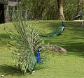 PICT66927_060501_Hellabrunn_Pfau_c