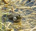 PICT70284_070422_5_BotGartM_Frosch_c