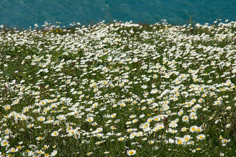 170519_1025_T08462_SouthWestCoastPath_hd.jpg - Cornwall, South West Coast Path, Etappe Porthleven - Mullion Cove