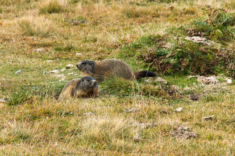 160927_1001_T07156_Bernina_hd.jpg - Murmeltiere unterhalb der Paradies-Hütte