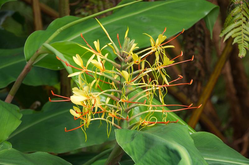 150618_1112_A00427_Kilauea.jpg - Kahili Ginger(Ingwer)