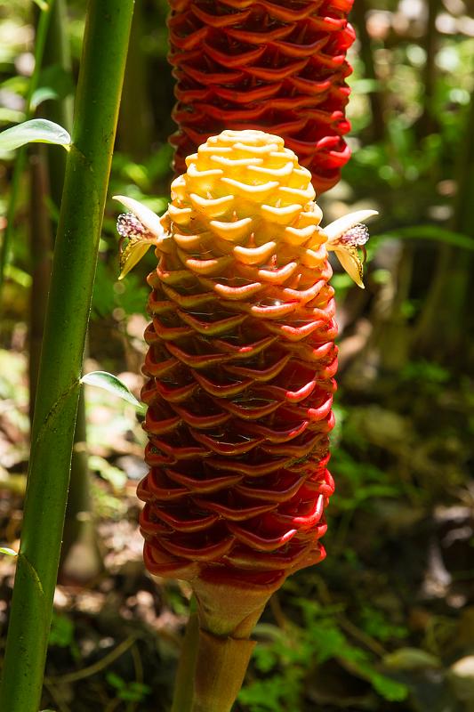 150619_1314_T04437_TropicalGarden.jpg - Hawaiian Tropical Botanical Garden, Ginger (Ingwer)