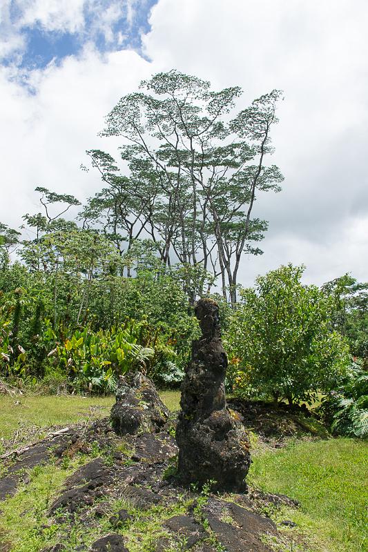 150623_1306_T04513_LavaTrees.jpg - Lava Tree