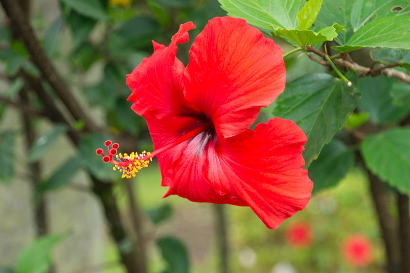 150626_1008_A00805_NaniMau.jpg - Nani Mau Botanical Gardens, Hibiskus