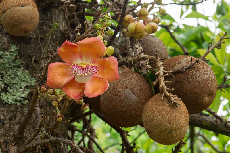 150626_1045_T04639_NaniMau.jpg - Nani Mau Botanical Gardens, Cannon Ball Tree