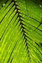 150619_1328_A00489_TropicalGarden