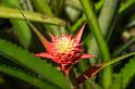 150619_1351_T04475_TropicalGarden