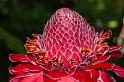 150619_1438_T04495_TropicalGarden