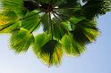 150619_1442_T04496_TropicalGarden