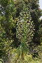 150607_1218_A09495_KukuiTrail