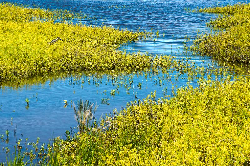 150612_1427_T03910_KealiaPond.jpg - Kealia Coastal Boardwalk (Kealia Pond)