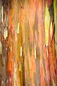 150614_1317_A09951_KulaGardens