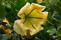 150614_1349_A09959_KulaGardens