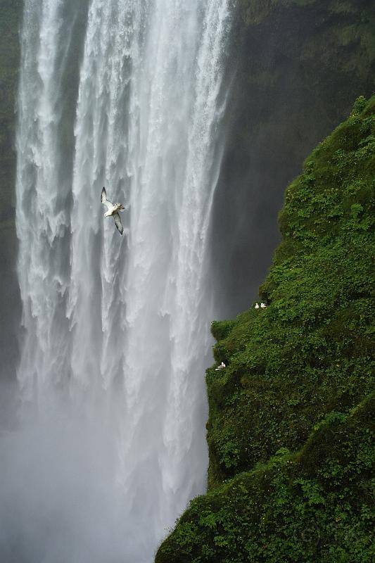 100704_A0443_Skogarfoss.jpg - Skogafoss - nochmal ein Statist