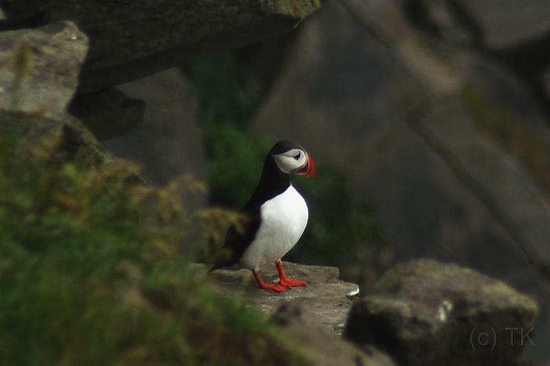 100705_A0572_Vik.jpg - Papageientaucher(Fratercula arctica) bei Vik