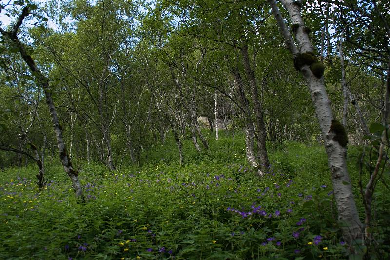 100705_A0603_Kirkjubaejarklaustur.jpg - Was tut man, wenn man sich in Island im Wald verirrt??? Aufsteh'n! (Hilft hier allerdings nicht ... ein Wald mit "richtigen" Bäumen! Bei Kirkjubæjarklaustur)