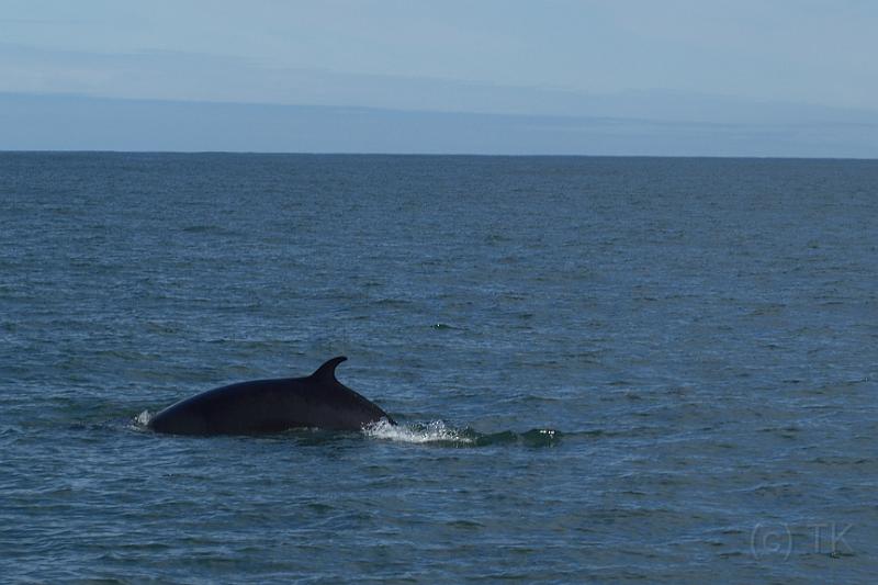 100710_A1173_Husavik.jpg - Minke Whale (Zwergwal), Gentle Giants Husavik