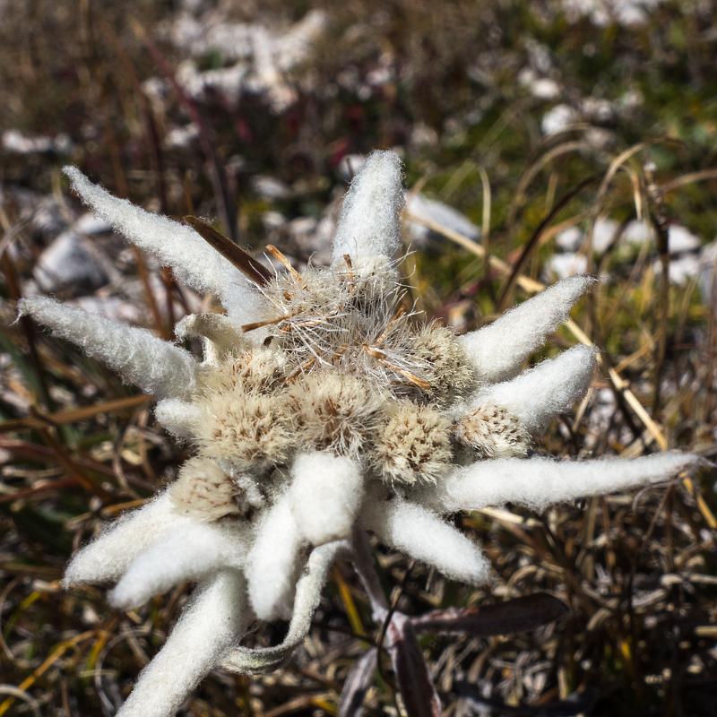 130923_1311_T02393_Brogles_Schlueter_hd.jpg - Edelweiss