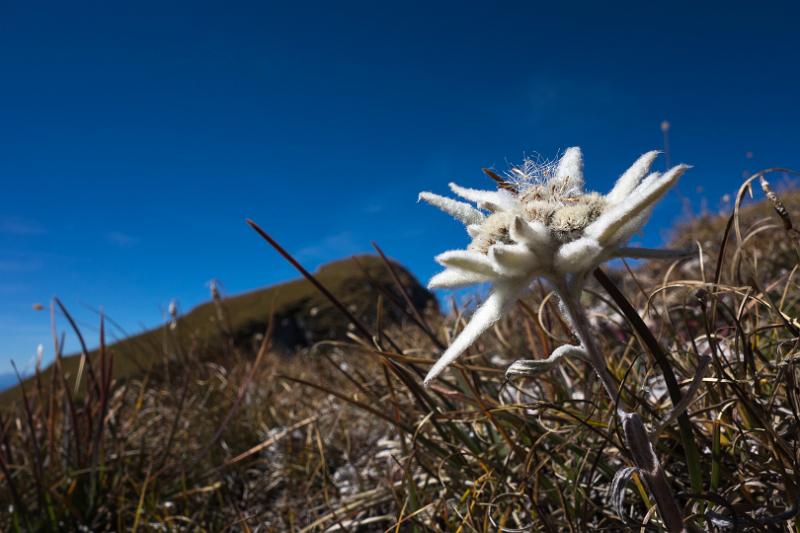 130923_1313_T02395_Brogles_Schlueter_hd.jpg - Edelweiss