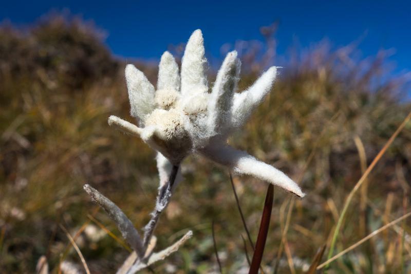 130923_1329_T02410_Brogles_Schlueter_hd.jpg - Edelweiss