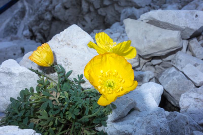 130927_0933_T02906_Vajolet_Weisslahn_hd.jpg - Rosengarten
