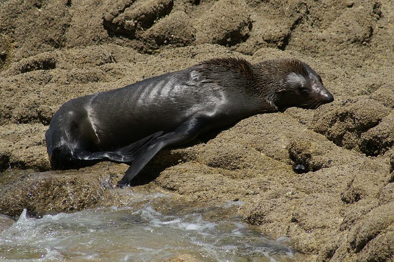 PICT93572_090107_AbelTasman1.jpg - Fur Seal