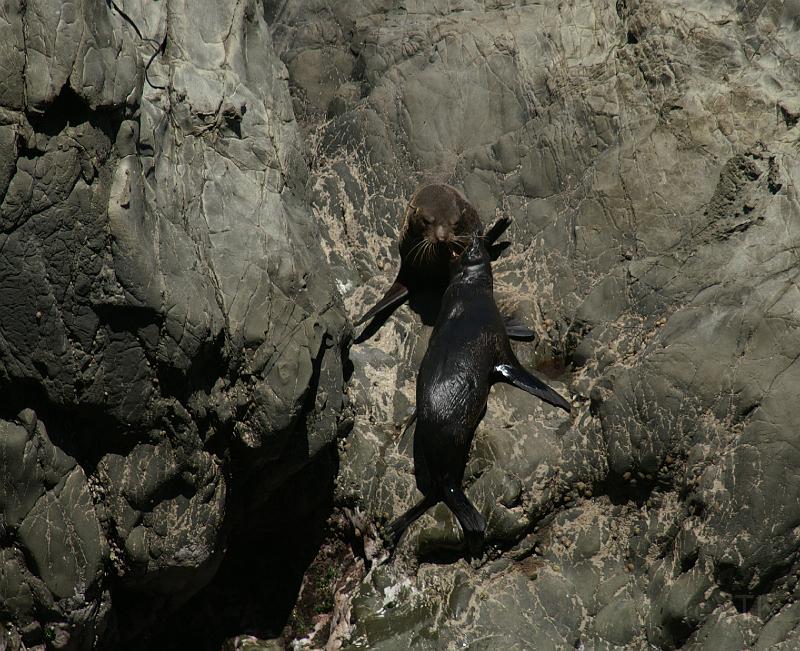 PICT94069_090114_Kaikoura_c.jpg - New Zealand Fur Seals, Ohau Pt. Seal Colony