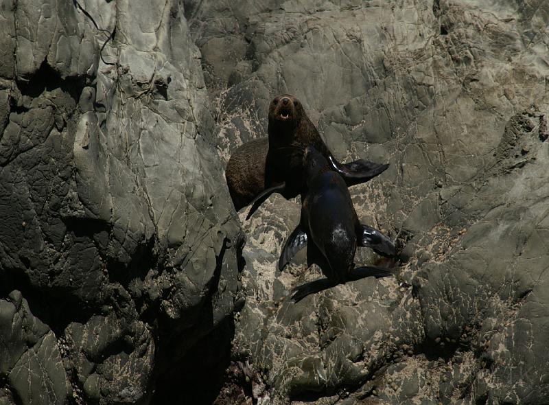 PICT94070_090114_Kaikoura_c.jpg - New Zealand Fur Seals, Ohau Pt. Seal Colony