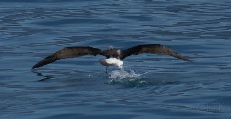PICT94129_090115_Whalewatching_c.jpg - Wasserstart