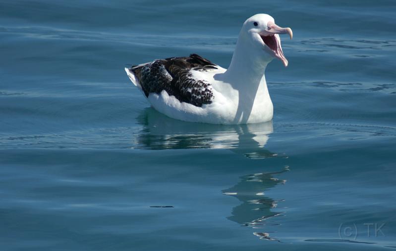 PICT94204_090115_Whalewatching_c.jpg - Whale Watch Kaikoura: Albatross