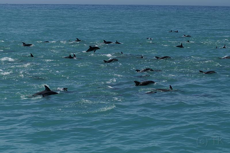 PICT94252_090115_Whalewatching.jpg - Whale Watch Kaikoura: Dusky Dolphins