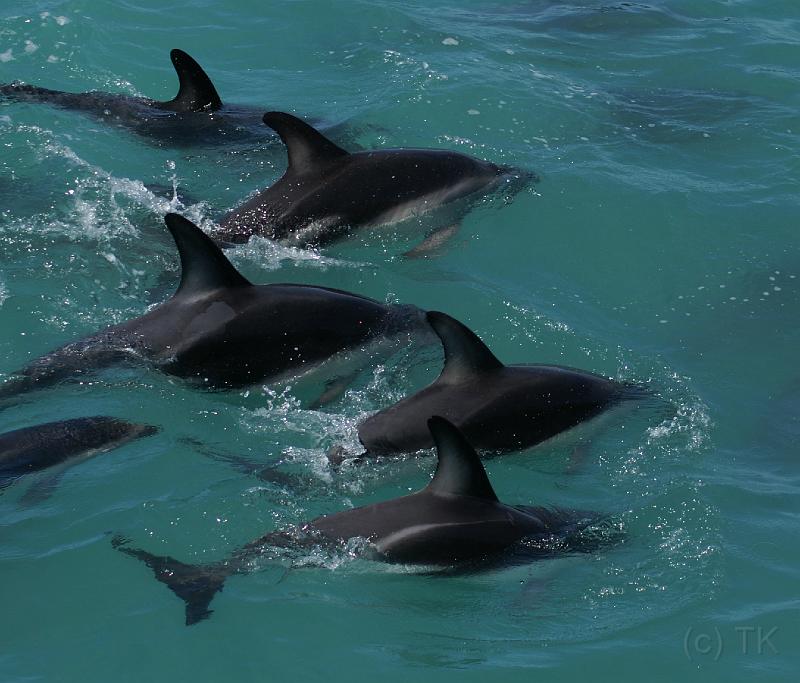 PICT94262_090115_Whalewatching_c.jpg - Whale Watch Kaikoura: Dusky Dolphins