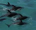PICT94262_090115_Whalewatching_c
