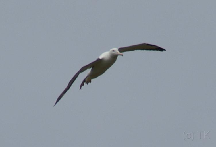 PICT94420_090116_OtagoPenin_c.jpg - Taiaroa Head, Otago Peninsula (Dunedin): Royal Albatross